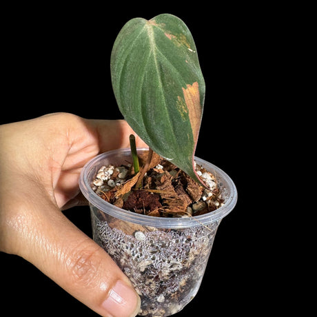 Rare Variegated Philodendron Mican Aurea in a Nursery Pot