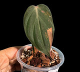 Rare Variegated Philodendron Mican Aurea in a Nursery Pot