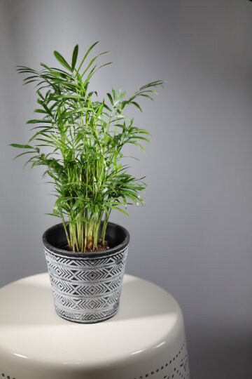 Parlour Palm Indoor Plant - Easy Care Low Light House plant - Air Purifier Plant in Pot - Parlour Palm- EXACT plant as pictures