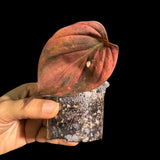 Rare Variegated Philodendron Mican Aurea in a Nursery Pot - High Variegated Mican 1 Leaf Potted Plant - Beginners Plant - US SELLER