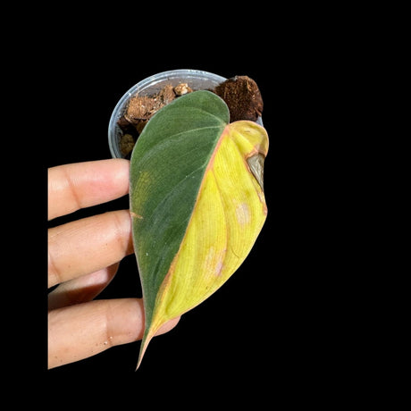 Rare Variegated Philodendron Mican Aurea in a Nursery Pot - High Variegated Mican 1 Leaf Potted Plant - Live Plant - US Seller