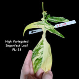 Variegated Philodendron Florida Beauty Cutting - Extremely Rare High Variegation Florida Beauty Live Indoor plant