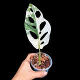 High Variegated White Monstera Adansonii Albo in a Nursery Pot - Swiss Cheese Half Moon Potted Plant- Rare Collector Plant - US Seller