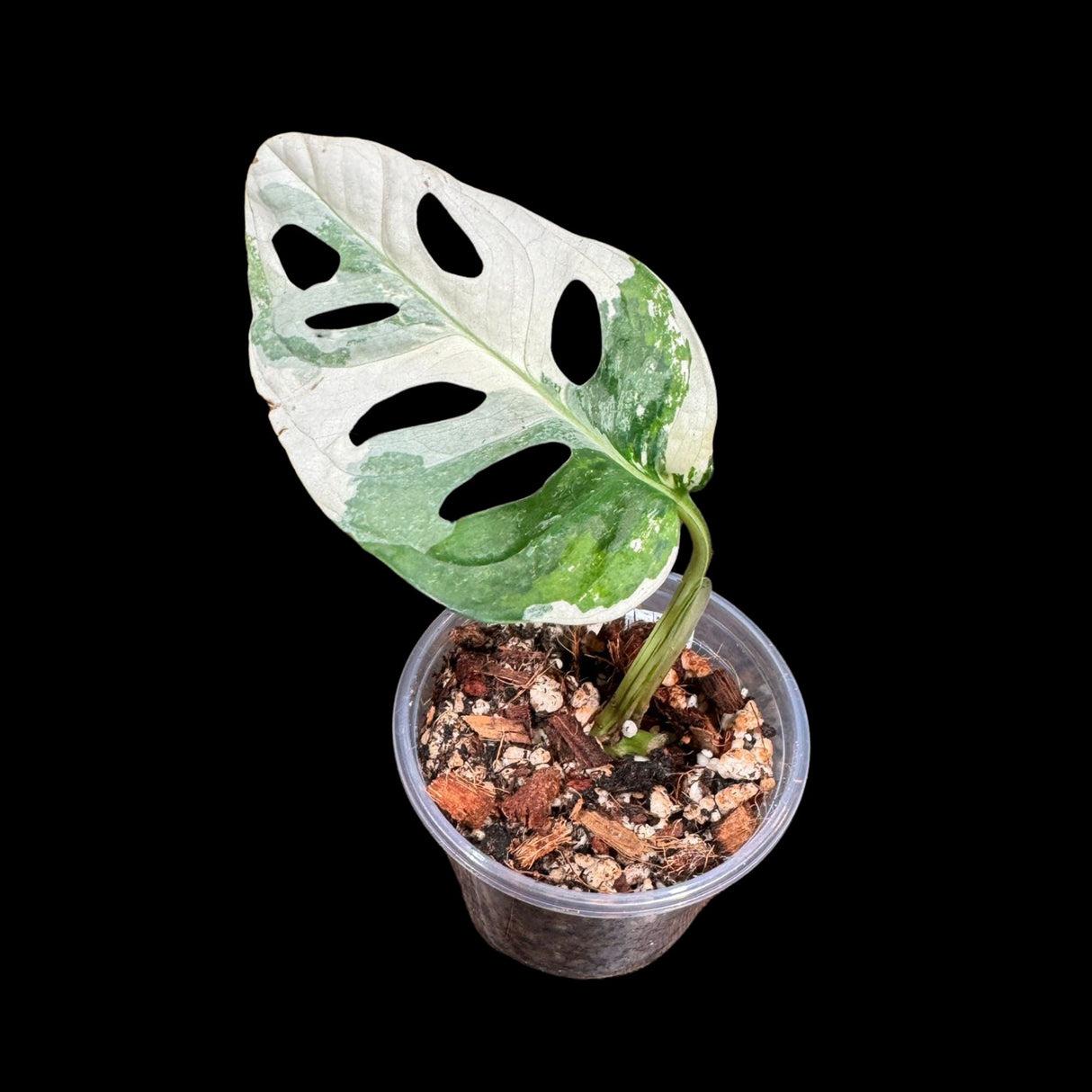 High Variegated White Monstera Adansonii Albo in a Nursery Pot - Swiss Cheese 1 Leaf Potted Plant- A Similar pot as Image - US Seller
