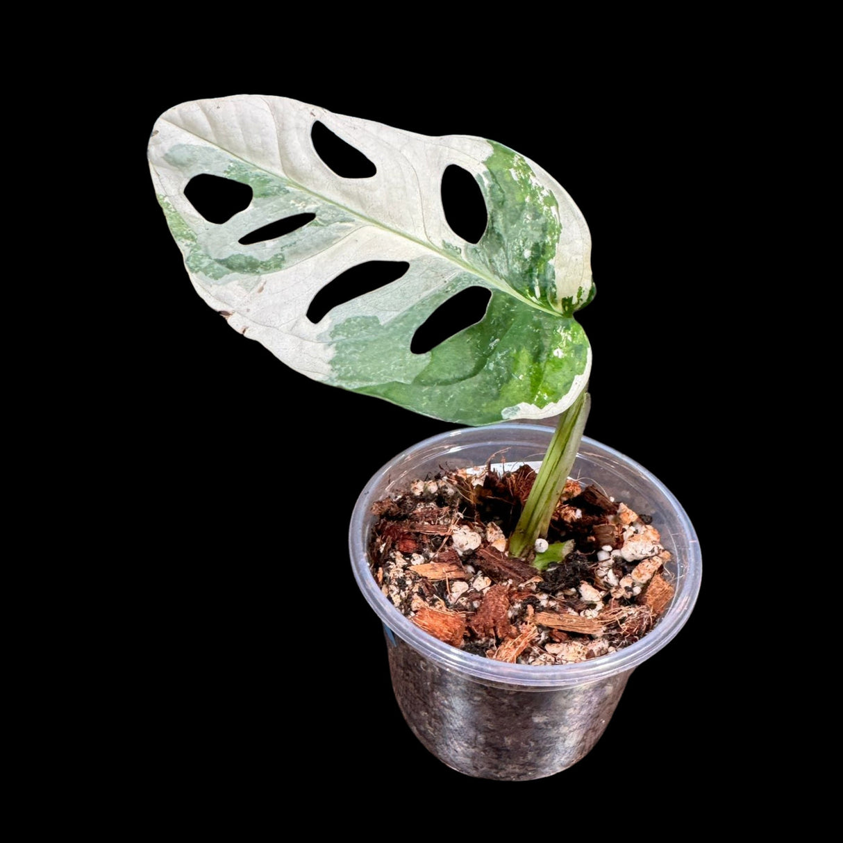 High Variegated White Monstera Adansonii Albo in a Nursery Pot - Swiss Cheese 1 Leaf Potted Plant- A Similar pot as Image - US Seller