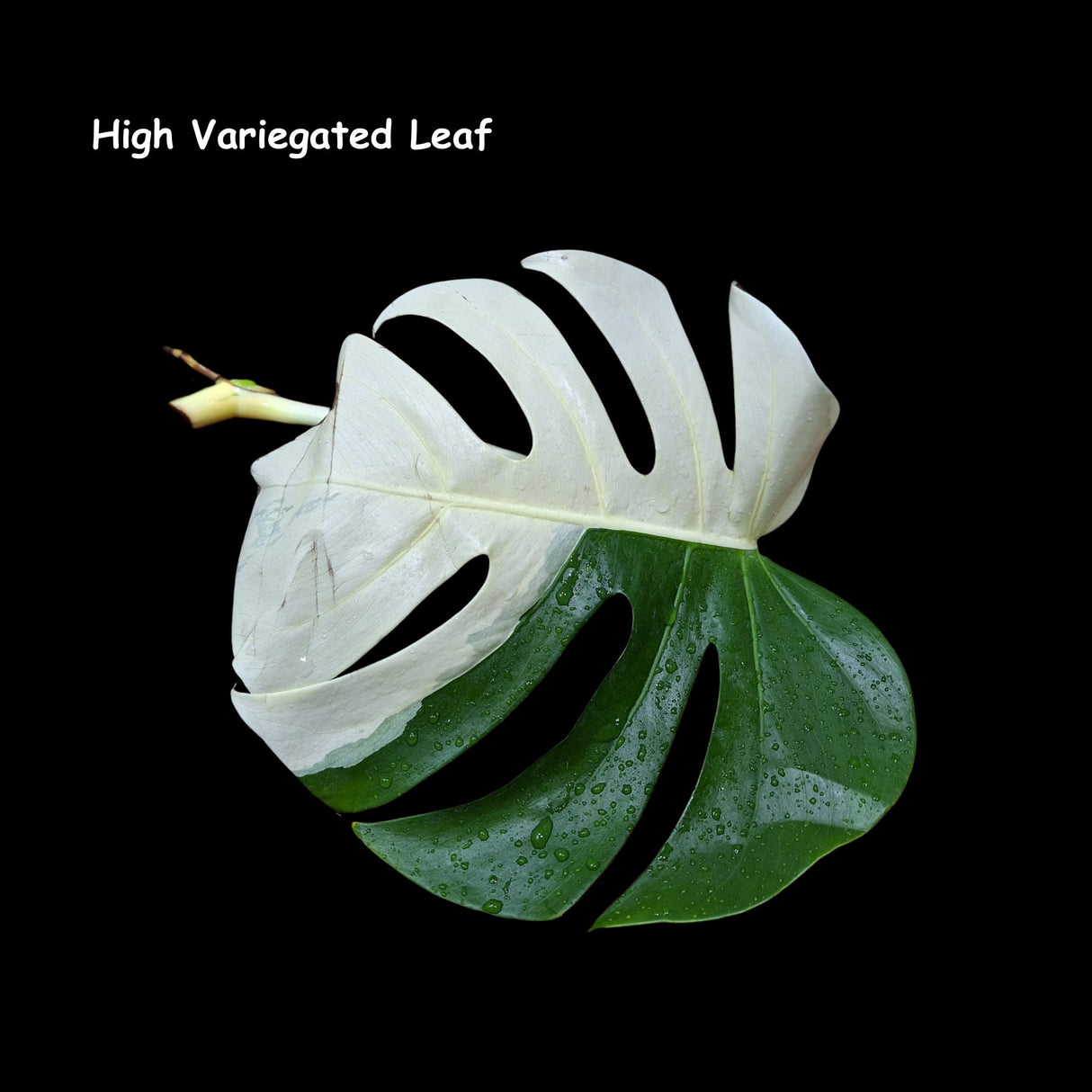 Variegated Monstera Albo - Rare variegated monstera borsigiana albo - Variegated Albo - US Seller