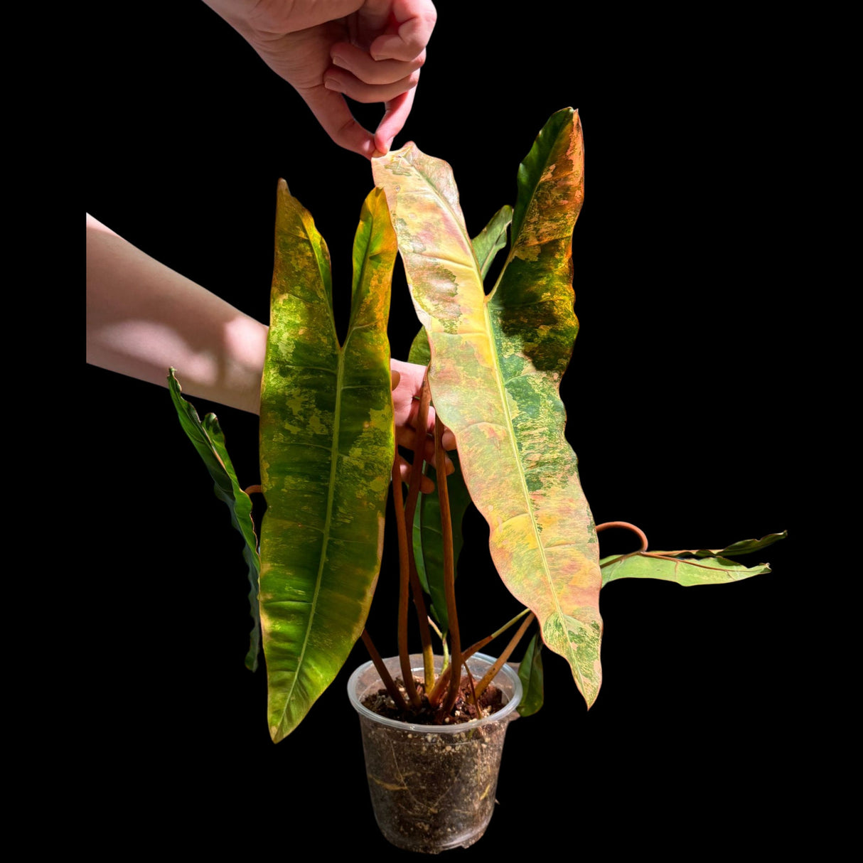 Philodendron Variegated Billietiae Pot