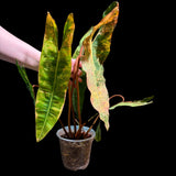 Philodendron Variegated Billietiae Pot