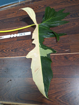 Philodendron Golden Dragon Variegated Cutting - Collector Rare Indoor Plants - EXACT SAME plant - USA Seller