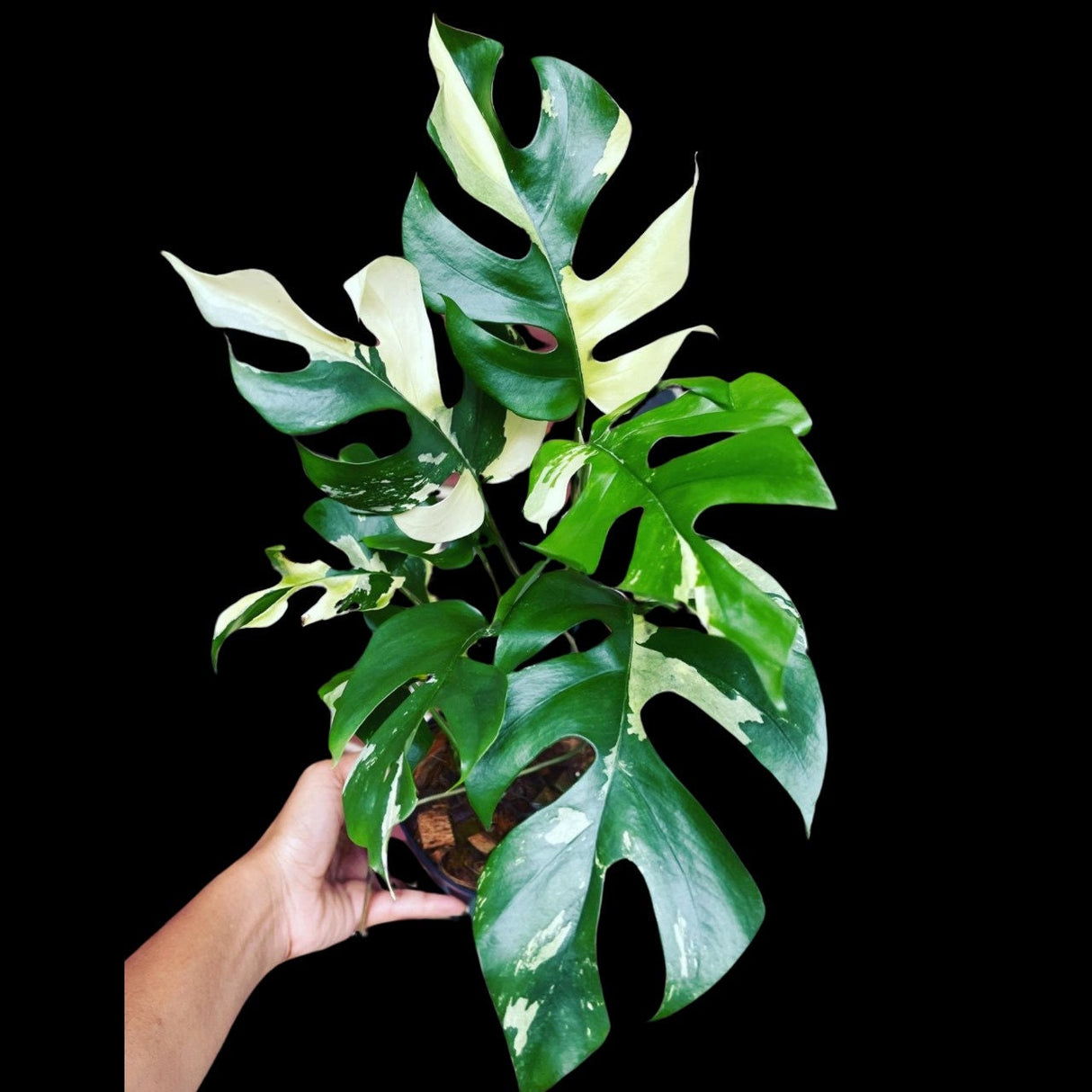 Rare Variegated Rhaphidophora Tetrasperma Cutting