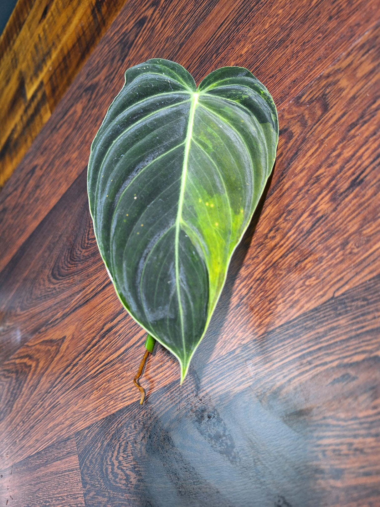 Philodendron Melanochrysum Variegated - Velvet Leaf Rare Aroid - Rare Philodendron - Lightly Rooted Cutting - SAME EXACT Cut - US Seller