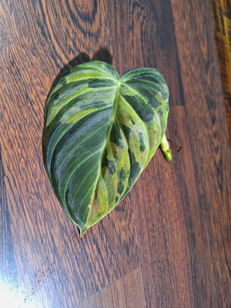 Philodendron Melanochrysum Variegated - Velvet Leaf Rare Aroid - Rare Philodendron - Lightly Rooted Cutting - Live Indoor Plant - US Seller