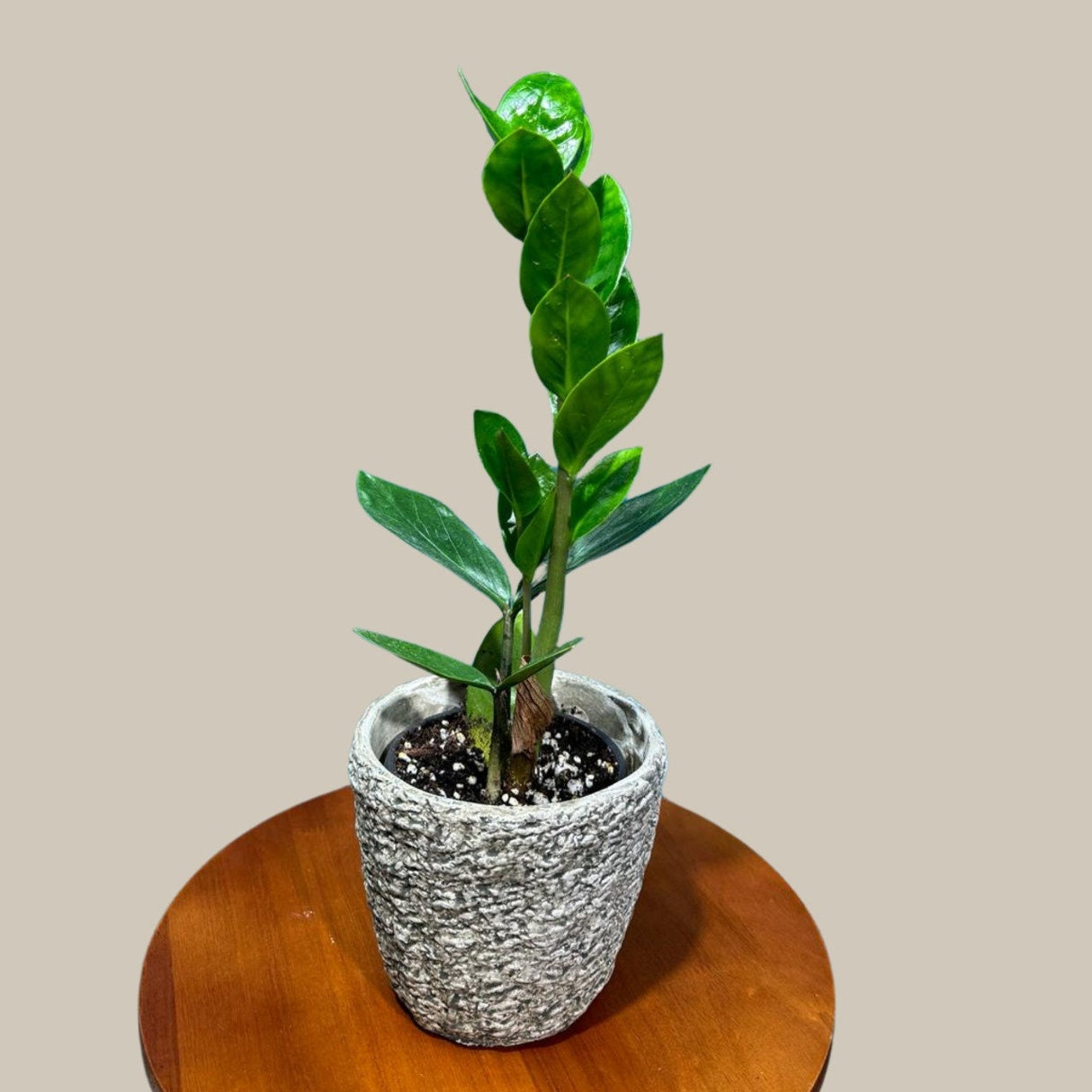 Green Zz Plant - Zamioculcas Zamiifolia Single Plant in a Pot