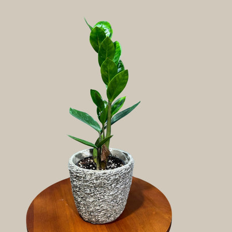 Green Zz Plant - Zamioculcas Zamiifolia Single Plant in a Pot - Rare Indoor Good Luck Houseplant - Easy Care Gift Plant -Indoor Potted Plant