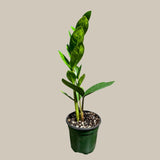 Green Zz Plant - Zamioculcas Zamiifolia Plant in a Pot