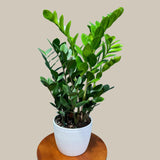 Green Zz Plant - Zamioculcas Zamiifolia Plant in a Pot