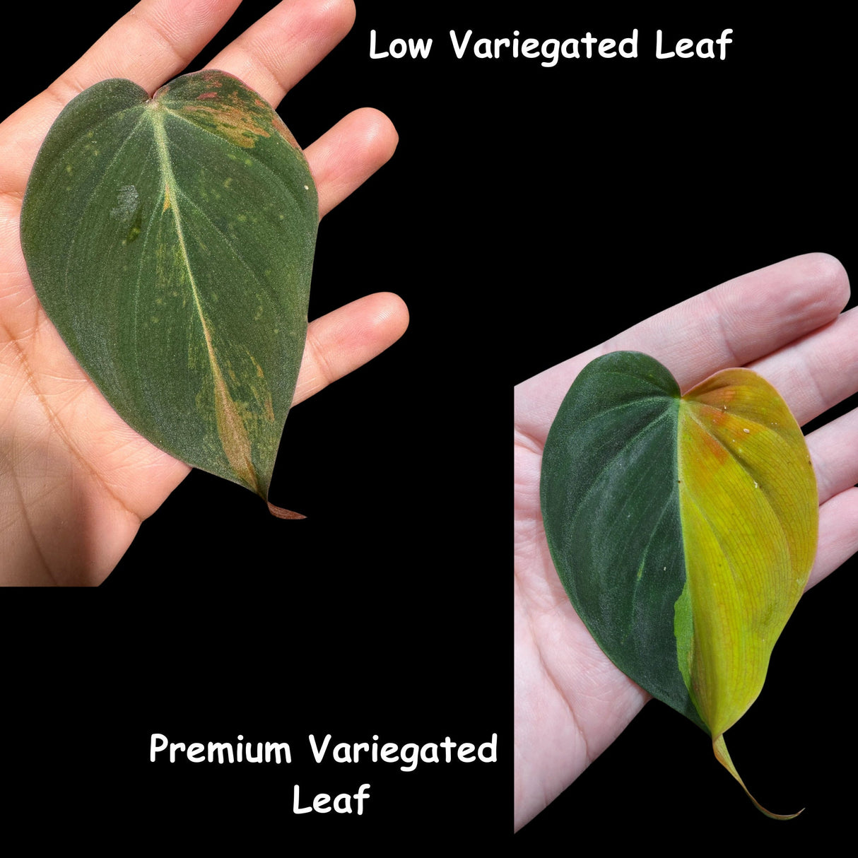 Rare Variegated Philodendron Mican Aurea Variegated Cutting - US SELLER