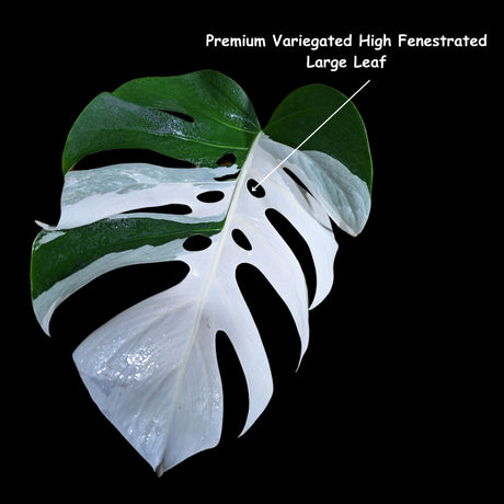 Variegated Albo Borsigiana Cutting - Extremely Rare variegated monstera albo