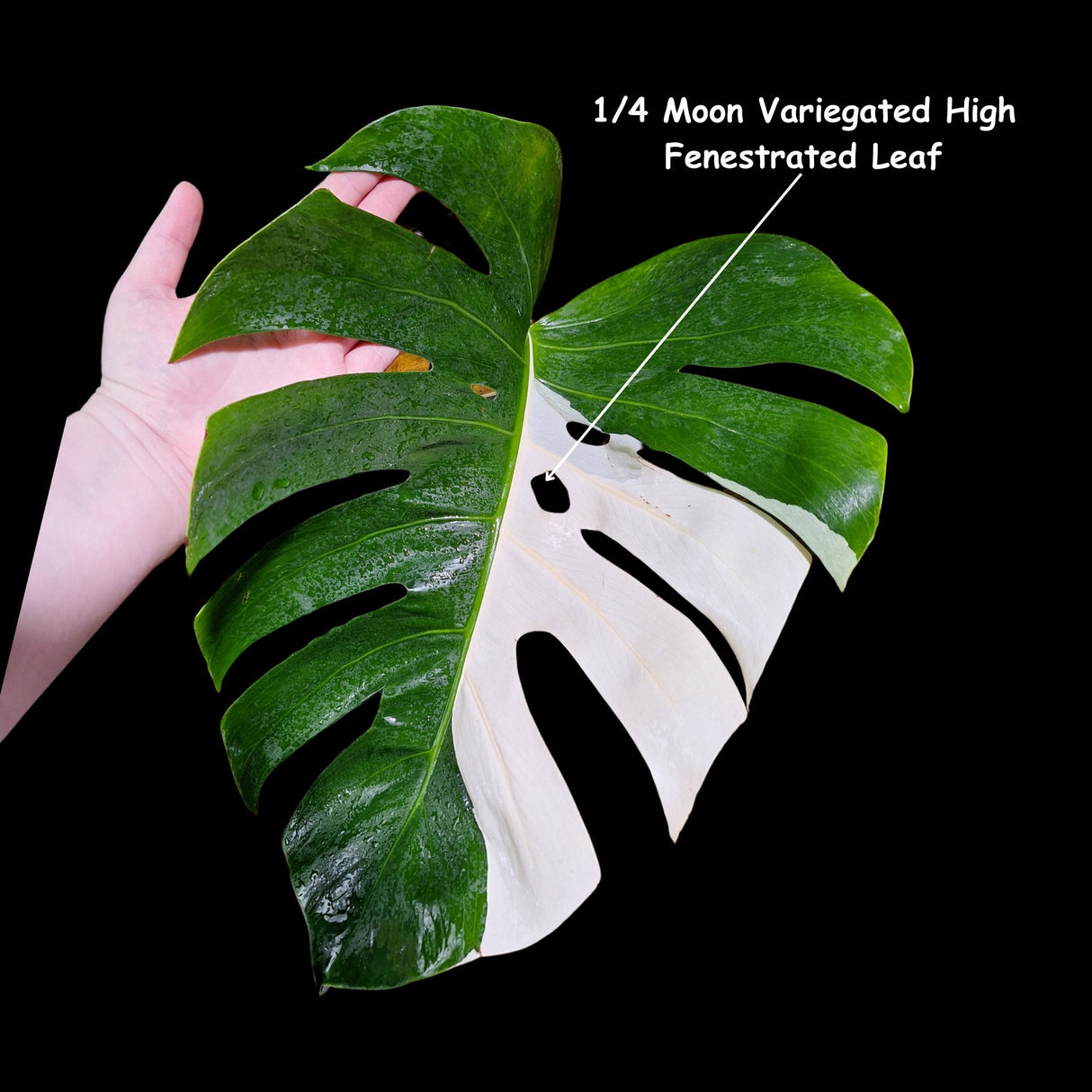 Variegated Albo Borsigiana Cutting - Extremely Rare variegated monstera albo