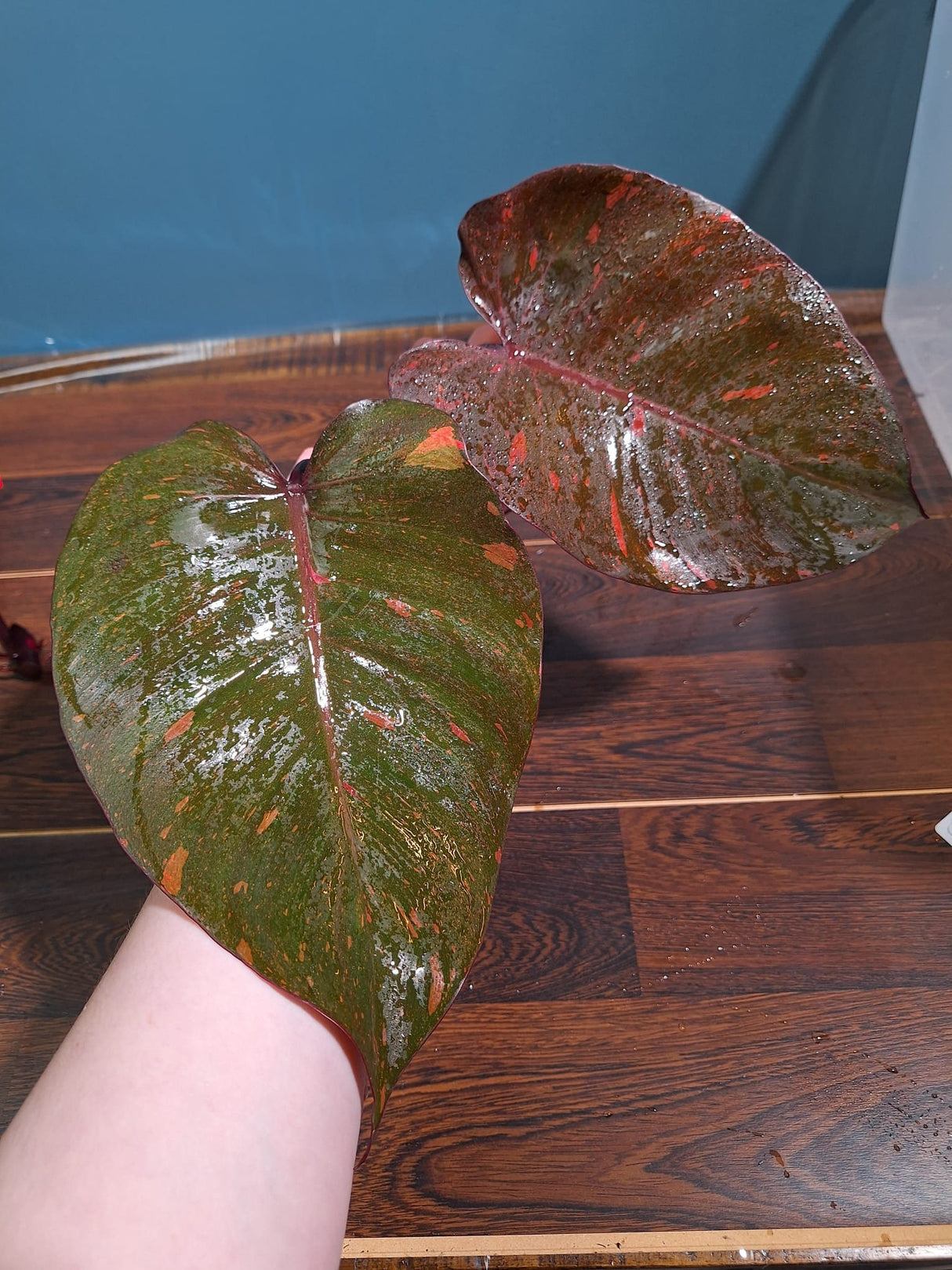 Variegated Philodendron Orange Princess Cutting - Philodendron Orange Princess Marble - Rare Collector Indoor Plant - Live Plant - US Seller
