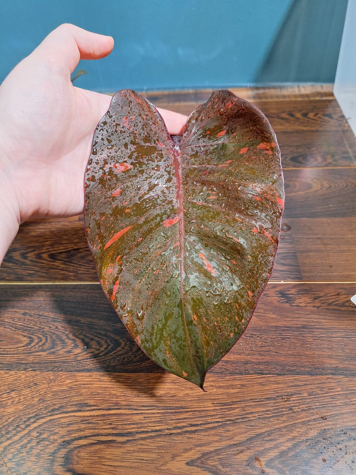 Variegated Philodendron Orange Princess Cutting - Philodendron Orange Princess Marble - Rare Collector Indoor Plant - Live Plant - US Seller