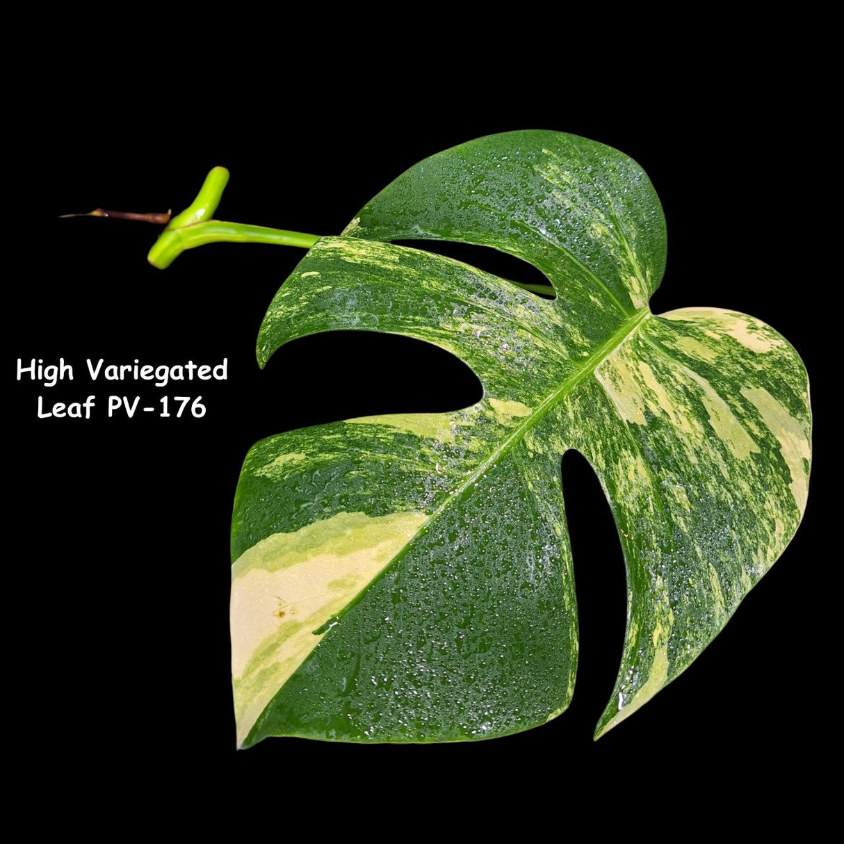 Monstera Aurea Cutting High Variegated Borsigiana - Monstera Aurea Variegata - Monstera Marmota - Gift for Mom - US Seller