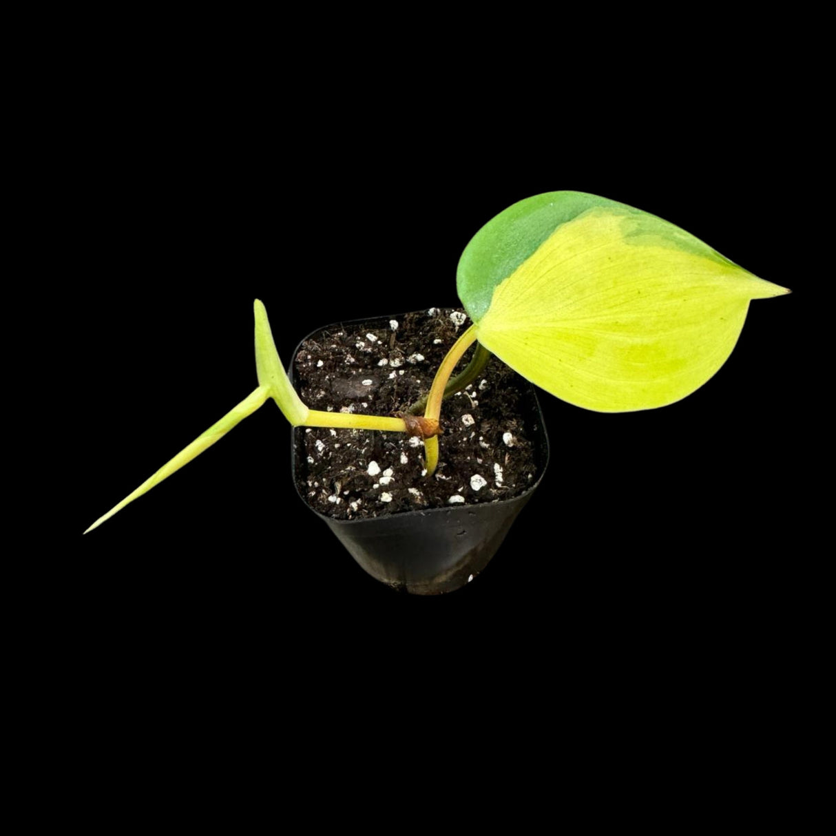 Rare Brazilian philodendron Starter Plant in a 2" Nursery Pot - Easy Care Houseplant - Extremely Rare Philodendron Brazil