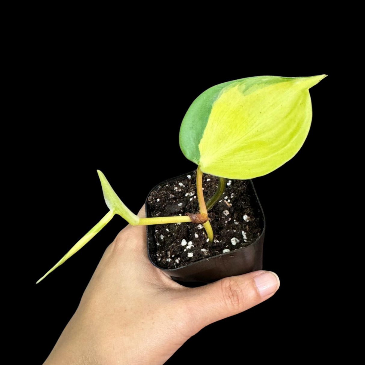 Rare Brazilian philodendron Starter Plant in a 2" Nursery Pot - Easy Care Houseplant - Extremely Rare Philodendron Brazil