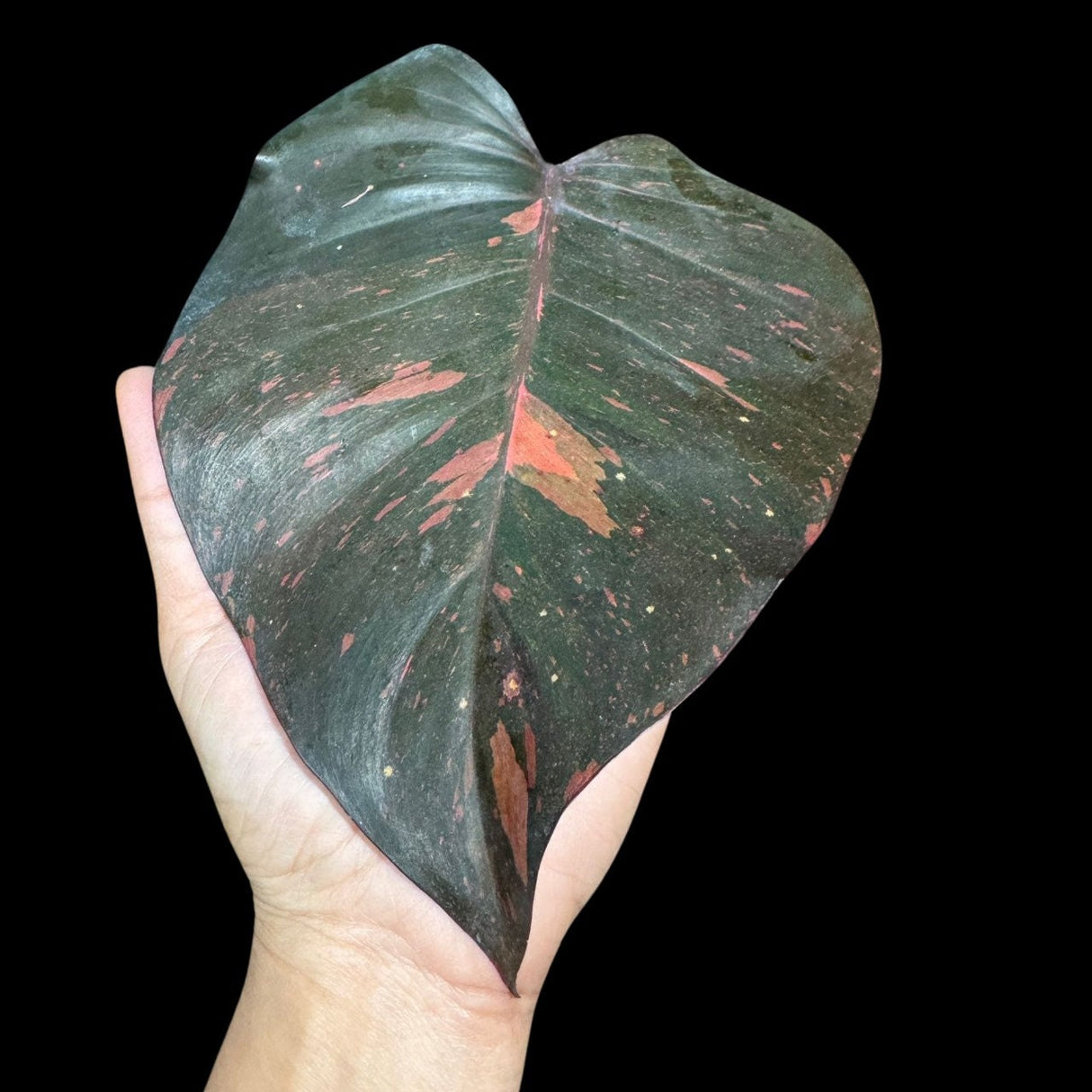 VERY RARE Philodendron Orange Princess in a Nusery Pot - Live Philodendron Orange Princess Marble - Same Potted Plant - US Seller