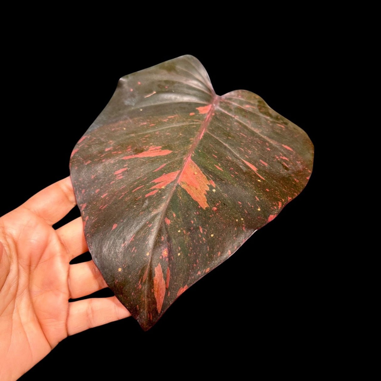 VERY RARE Philodendron Orange Princess in a Nusery Pot - Live Philodendron Orange Princess Marble - Same Potted Plant - US Seller