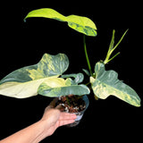 High Variegated Philodendron Bipennifolium in a Nursery Pot