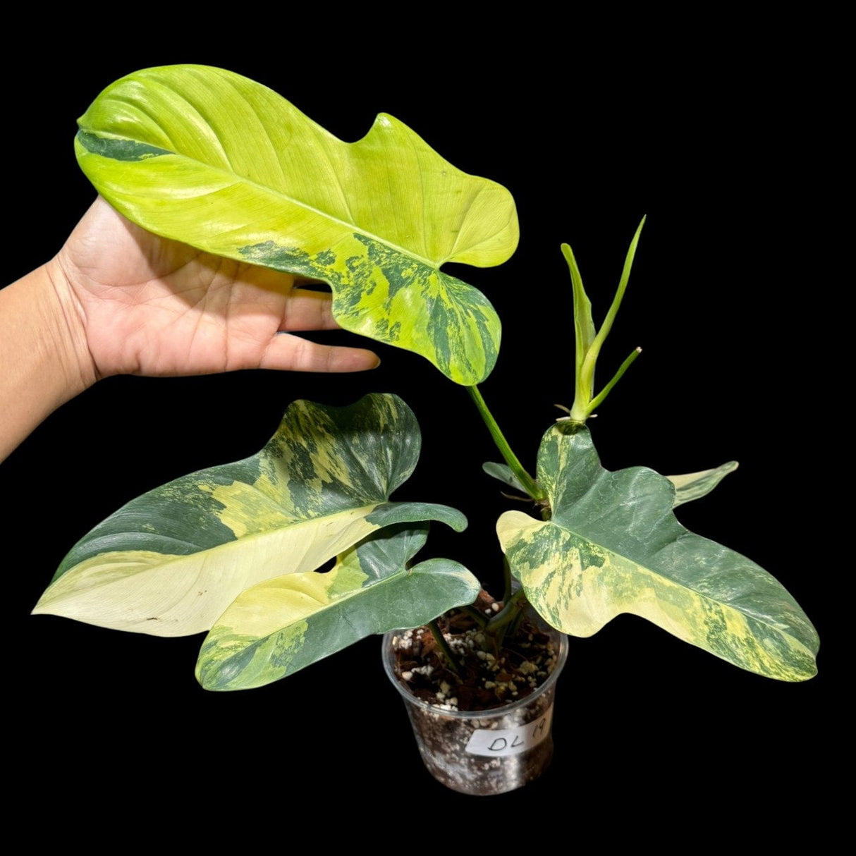 High Variegated Philodendron Bipennifolium in a Nursery Pot