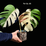 Monstera Albo Same Plant in a Nursery Pot