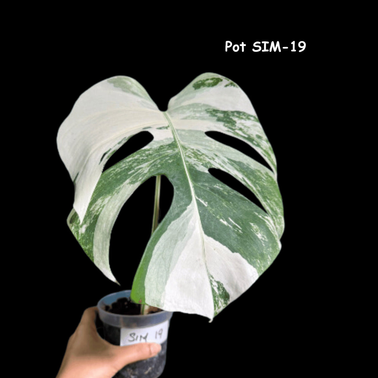 Monstera Albo Same Plant in a Nursery Pot