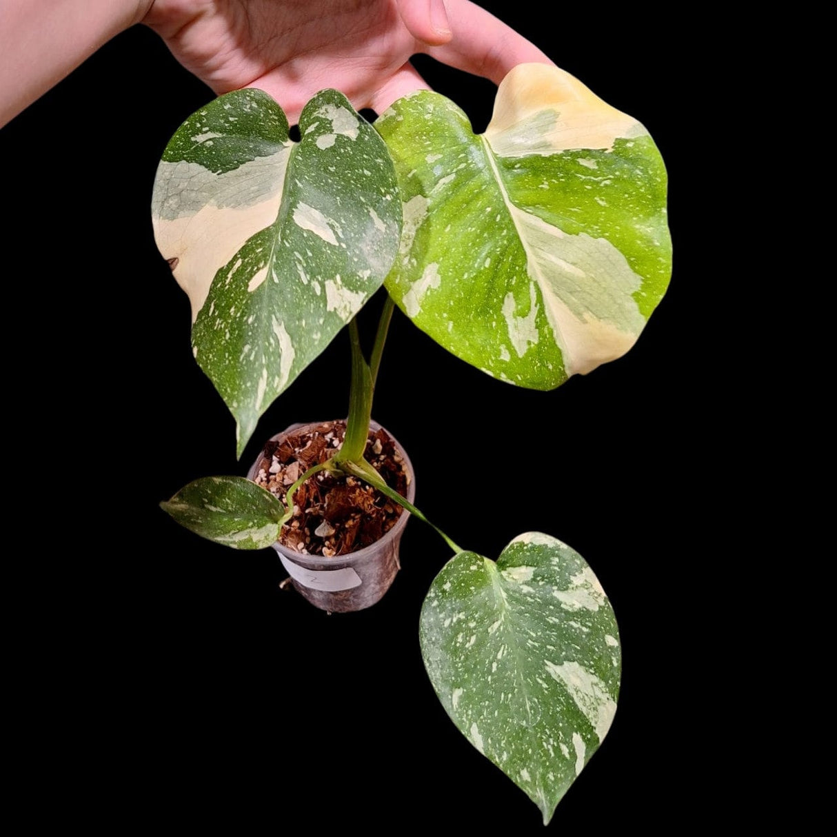 Monstera Thai constellation plant | Variegated Monstera Thai Constellation Plant in a Nursery Pot | Mature Monstera Plant-US Seller