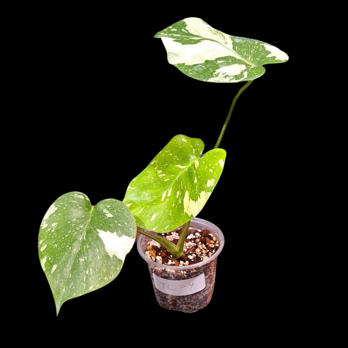 Monstera Thai constellation plant | Variegated Monstera Thai Constellation Plant in a Nursery Pot | Mature Monstera Plant-US Seller
