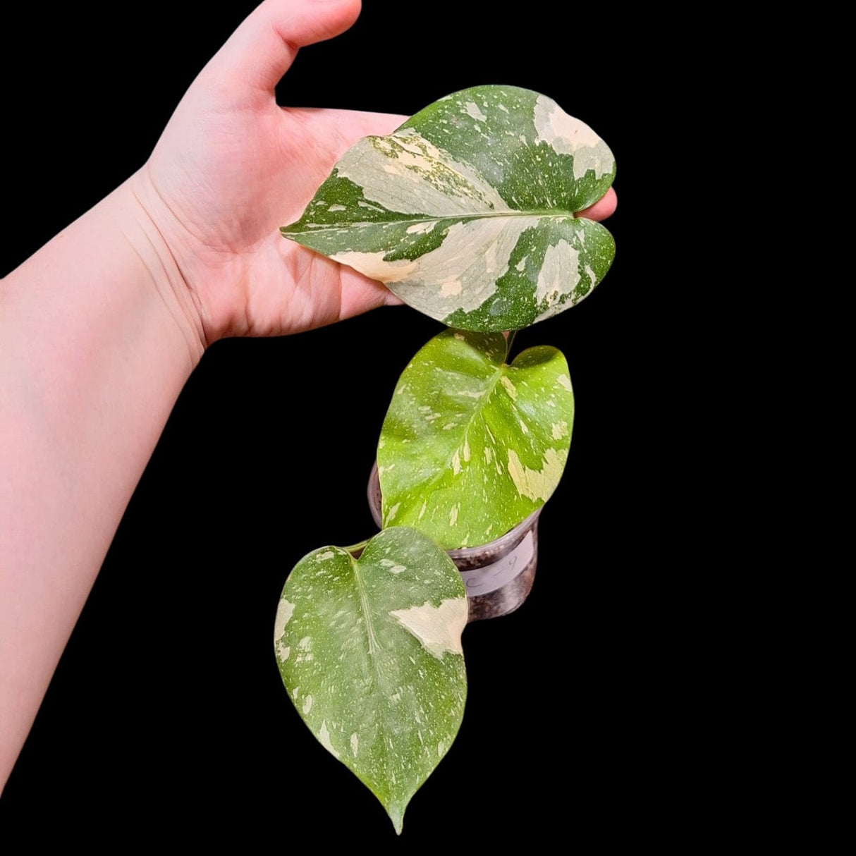 Monstera Thai constellation plant | Variegated Monstera Thai Constellation Plant in a Nursery Pot | Mature Monstera Plant-US Seller
