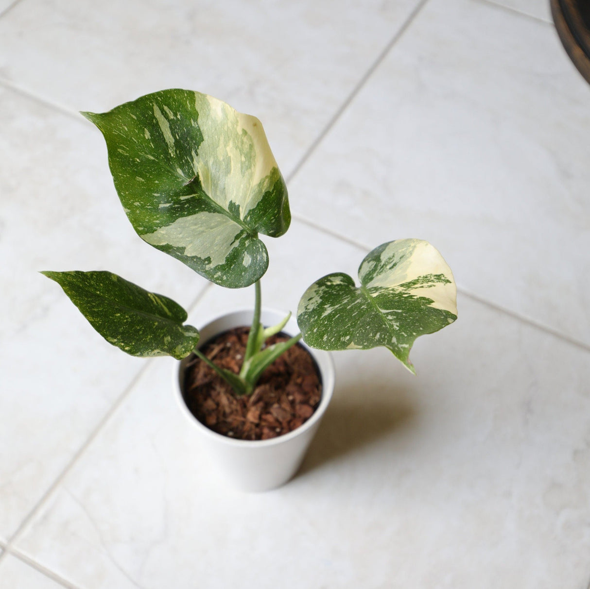 Variegated Monstera Thai Constellation Plant in a Nursery Pot