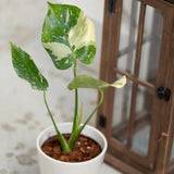 Variegated Monstera Thai Constellation Plant in a Nursery Pot