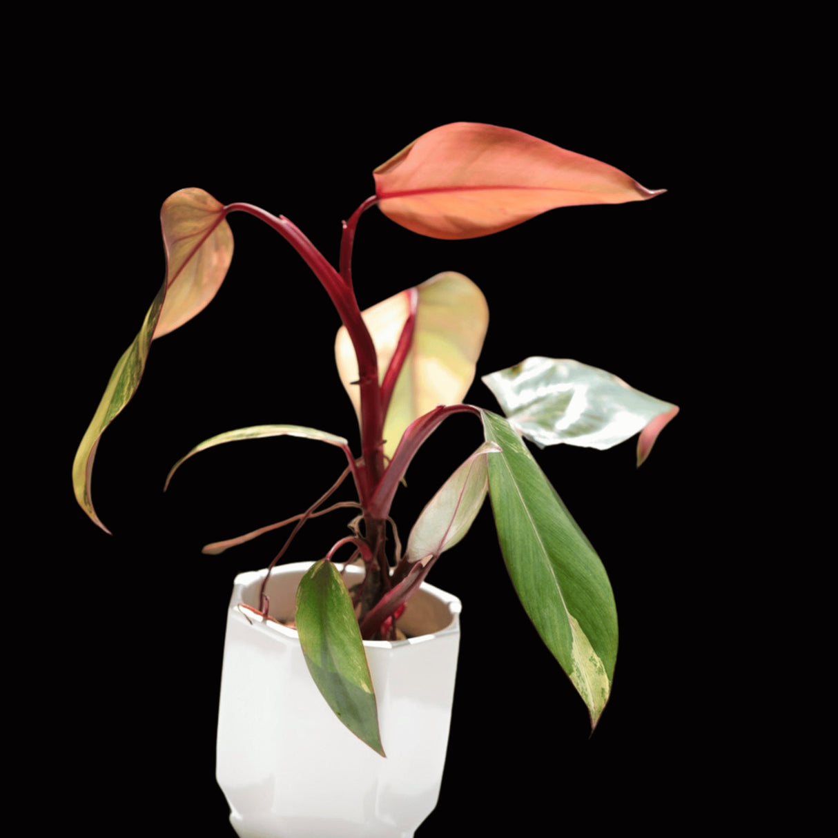 Variegated Philodendron Strawberry Shake Plant Live