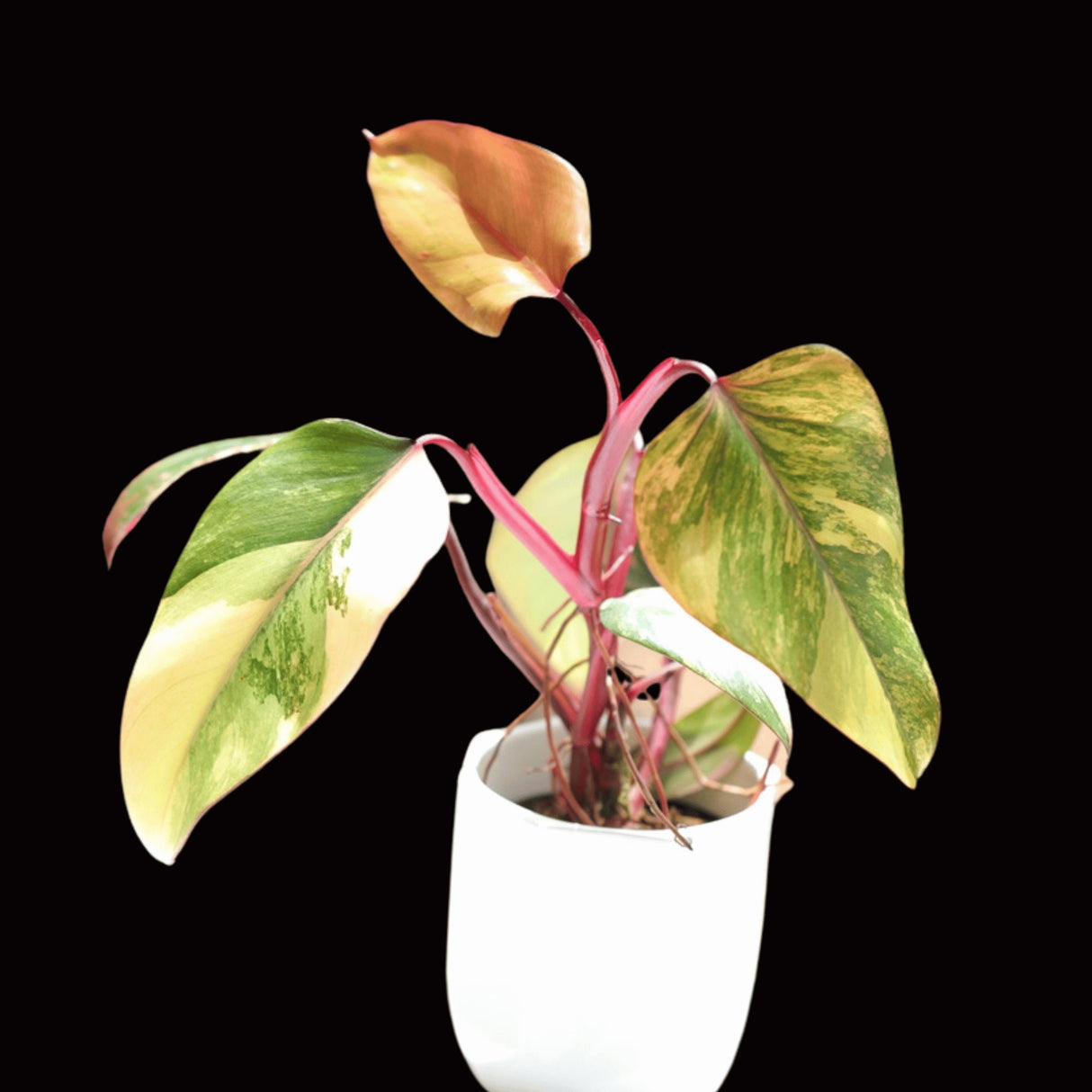 Variegated Philodendron Strawberry Shake Plant Live