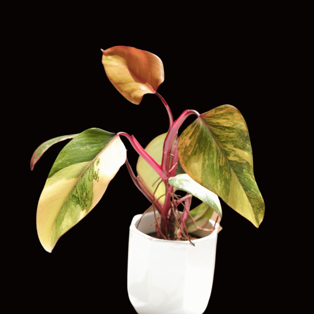 Variegated Philodendron Strawberry Shake Plant Live