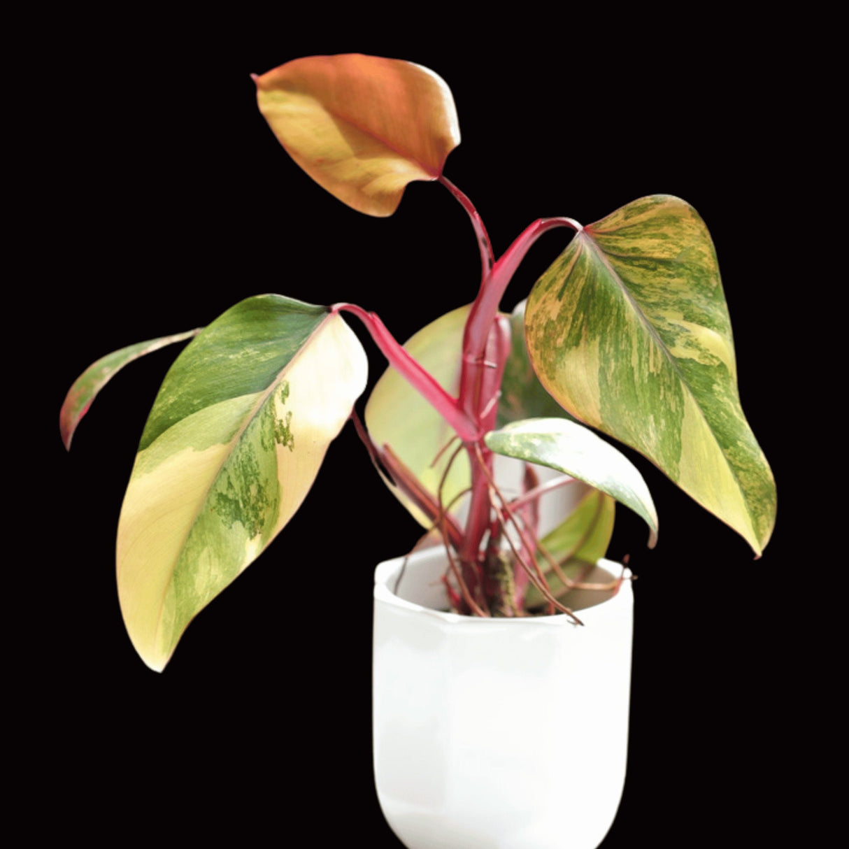 Variegated Philodendron Strawberry Shake Plant Live