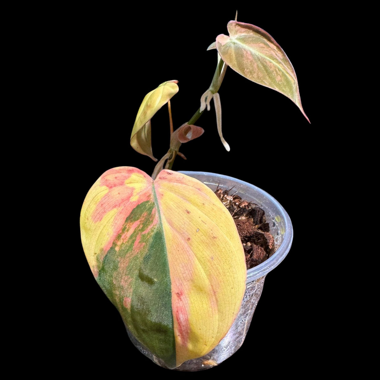 Rare Variegated Philodendron Mican Aurea in a Nursery Pot