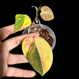 Rare Variegated Philodendron Mican Aurea in a Nursery Pot