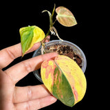 Rare Variegated Philodendron Mican Aurea in a Nursery Pot