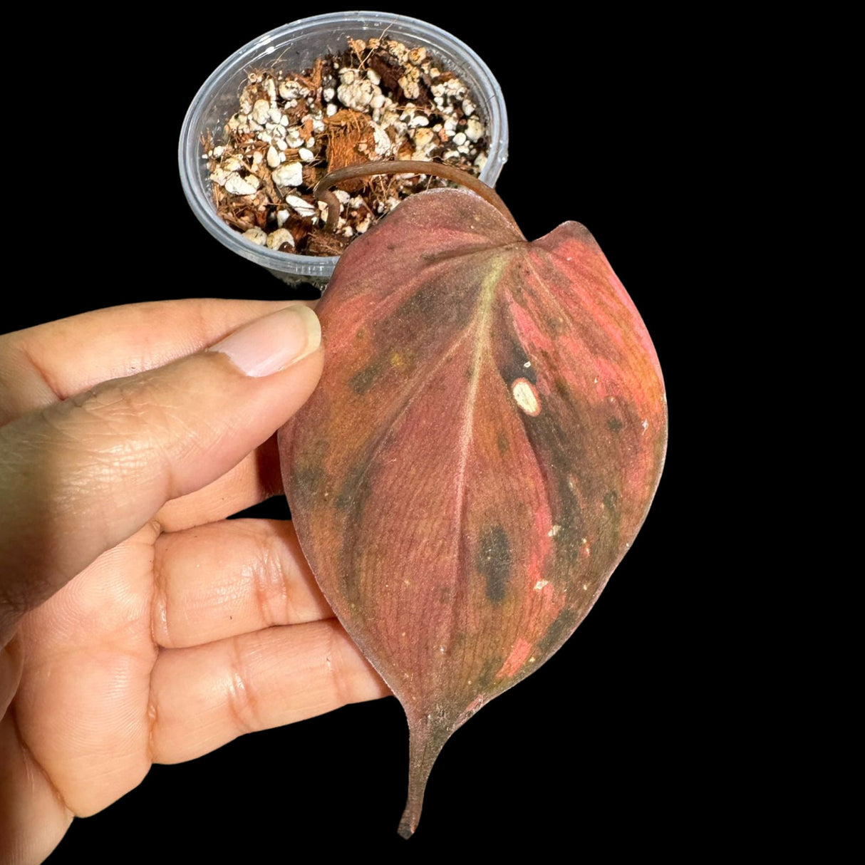 Rare Variegated Philodendron Mican Aurea in a Nursery Pot - High Variegated Mican 1 Leaf Potted Plant - Beginners Plant - US SELLER