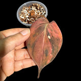 Rare Variegated Philodendron Mican Aurea in a Nursery Pot - High Variegated Mican 1 Leaf Potted Plant - Beginners Plant - US SELLER