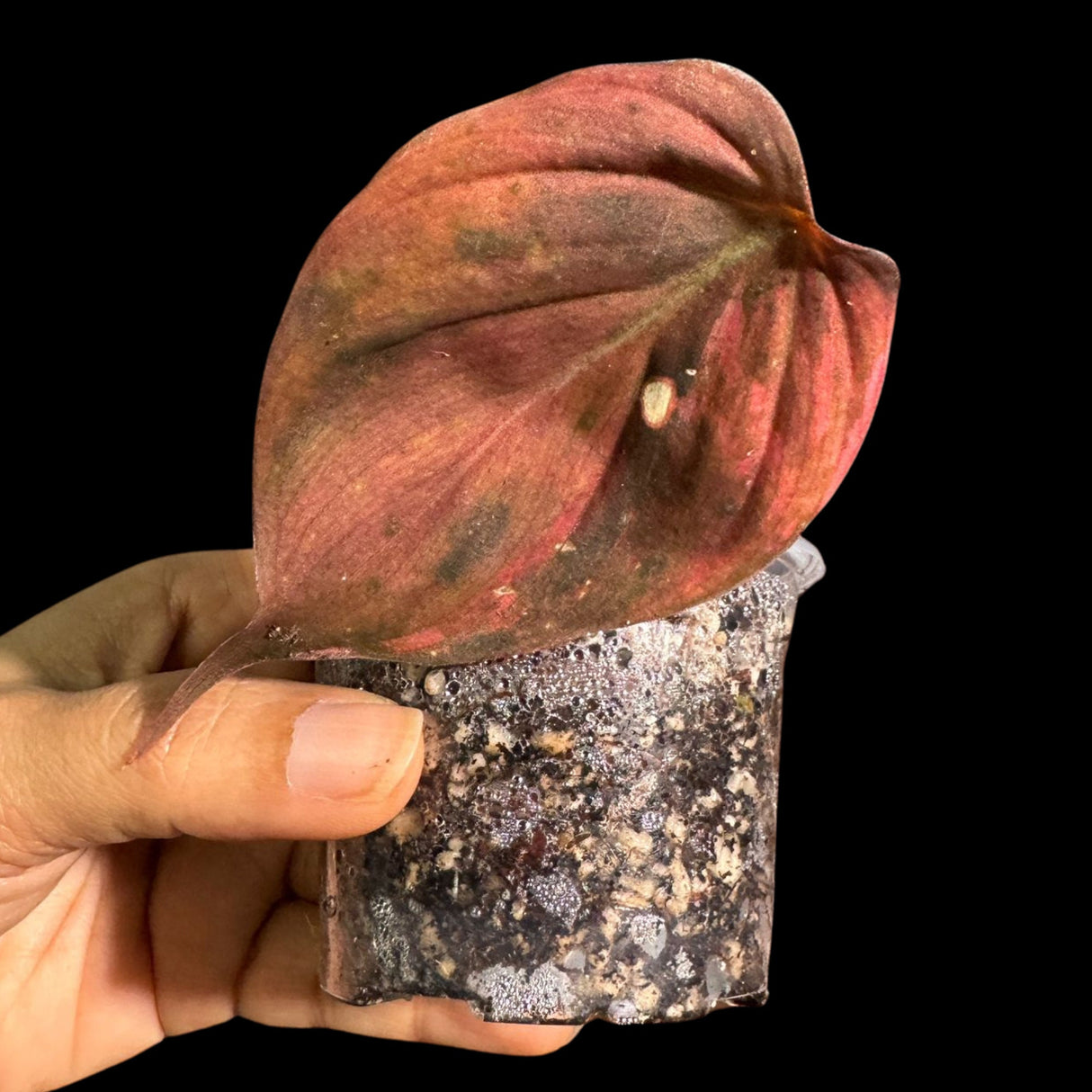 Rare Variegated Philodendron Mican Aurea in a Nursery Pot - High Variegated Mican 1 Leaf Potted Plant - Beginners Plant - US SELLER