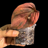 Rare Variegated Philodendron Mican Aurea in a Nursery Pot - High Variegated Mican 1 Leaf Potted Plant - Beginners Plant - US SELLER